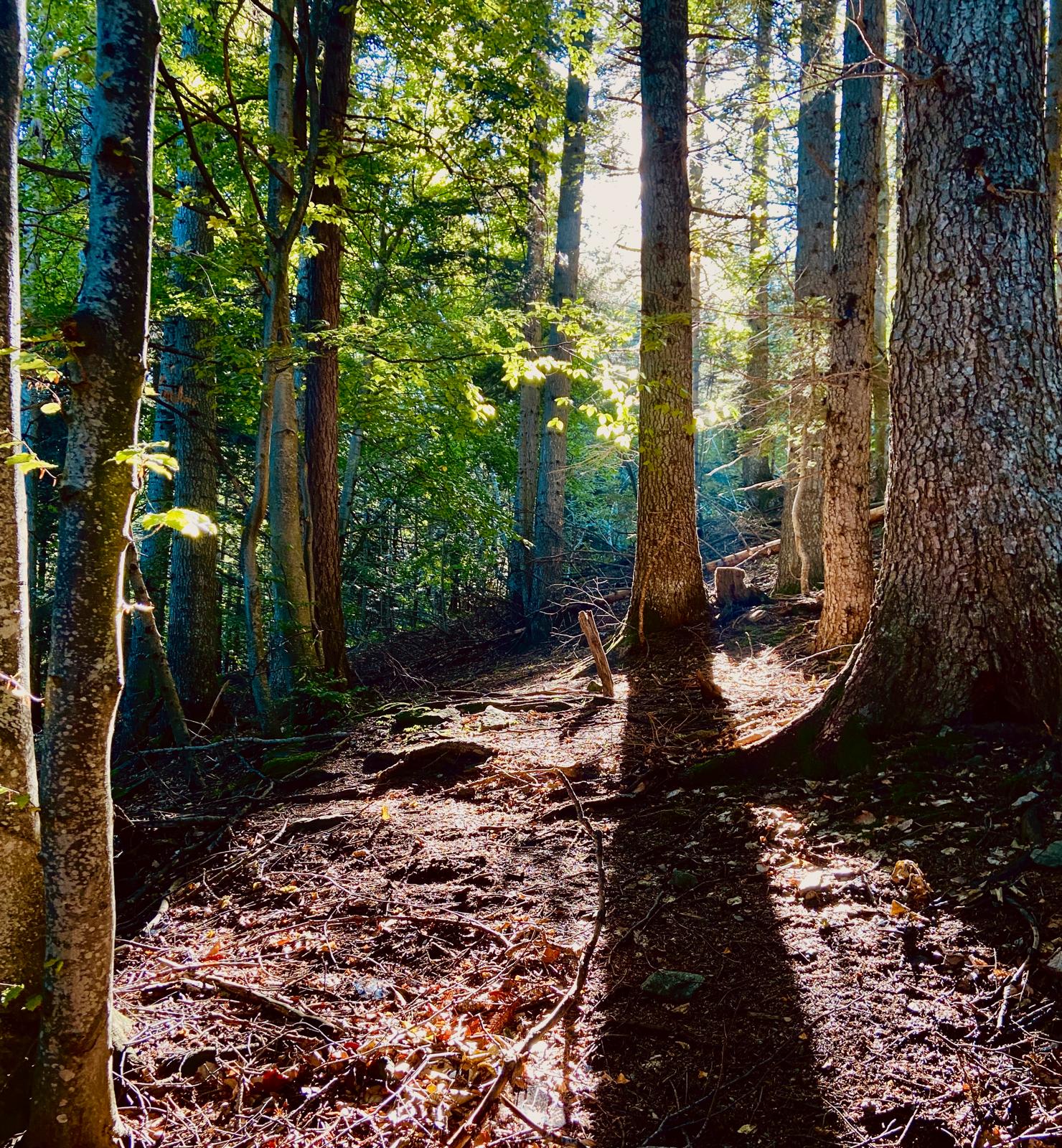 Doppio click per ingrandire bosco