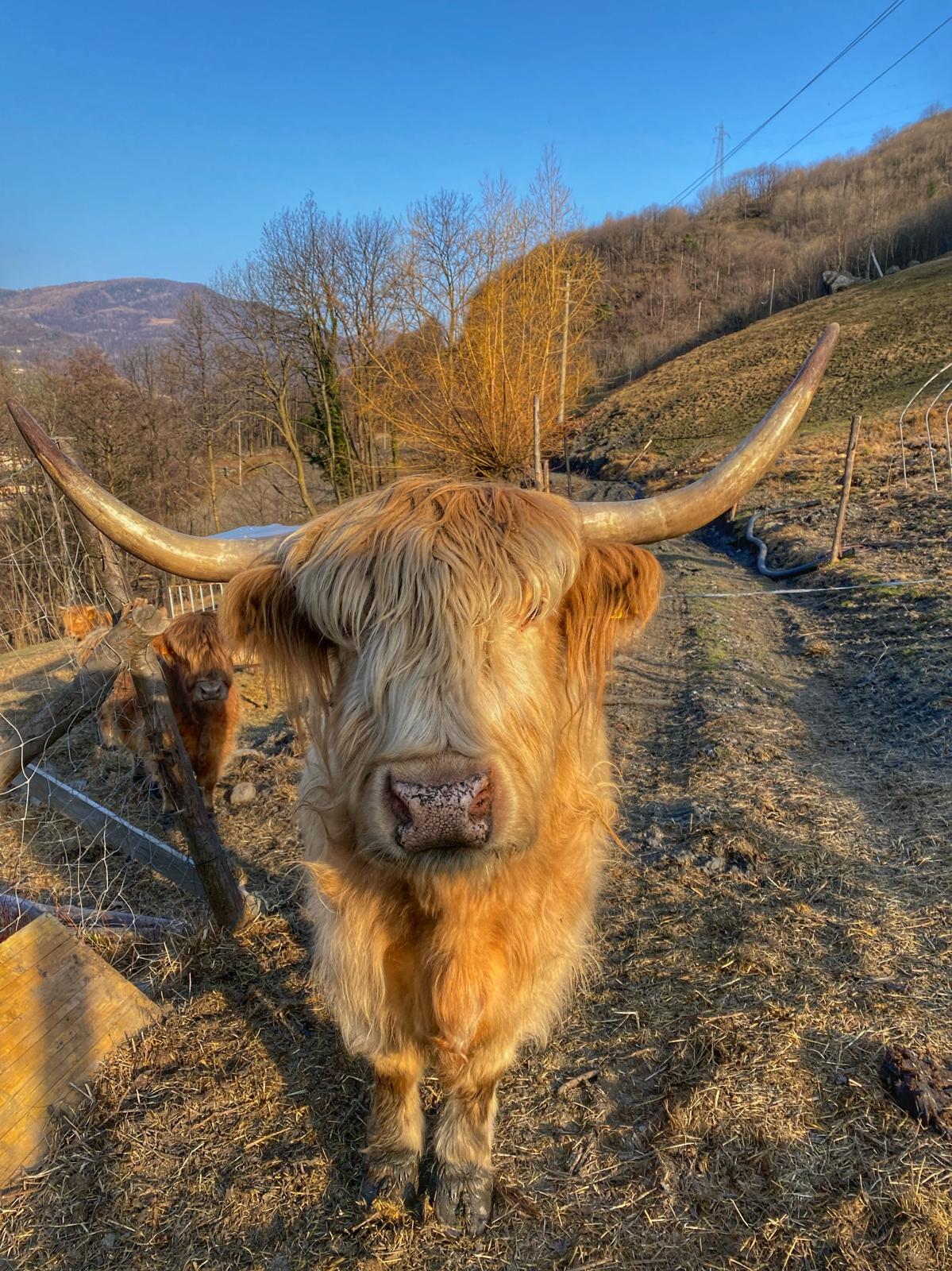 Doppio click per ingrandire Mucca